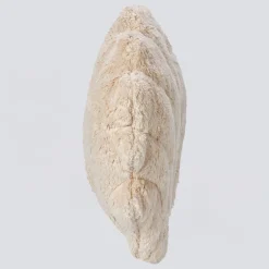 Kuscheltier Muschel groß mit Dinkelspreu-Inlett